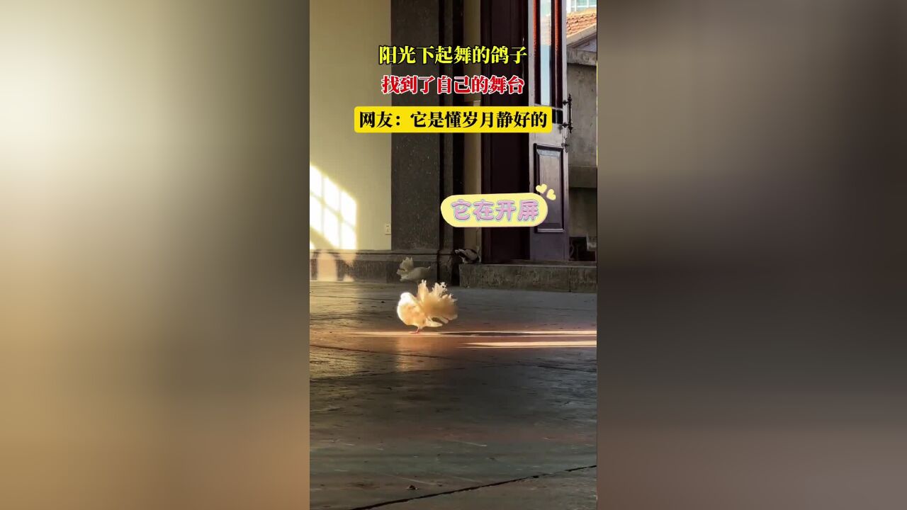 阳光下起舞的鸽子,找到了自己的舞台,网友:它是懂岁月静好的