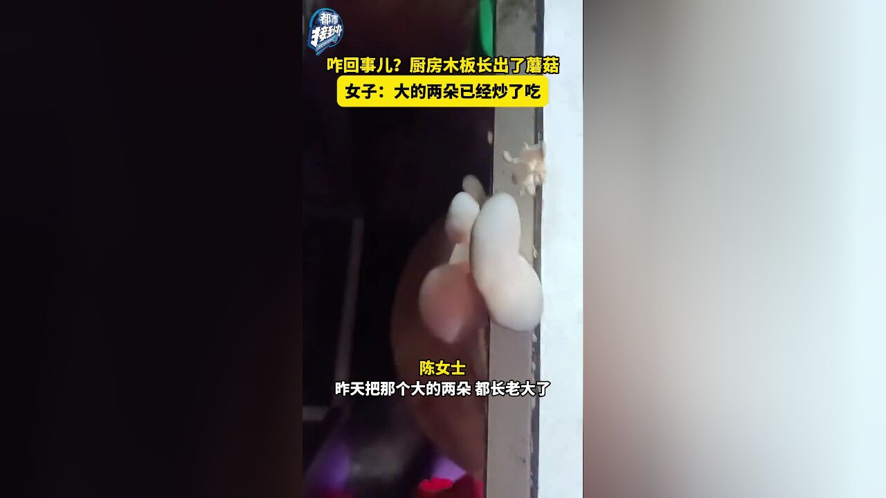 咋回事儿?厨房木板长出了蘑菇 女子:大的两朵已经炒了吃