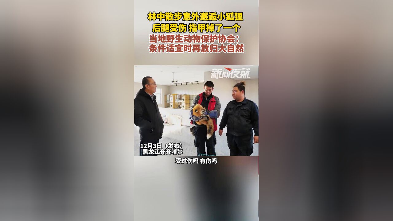 林中散步意外邂逅小狐狸,后腿受伤,指甲掉了一个