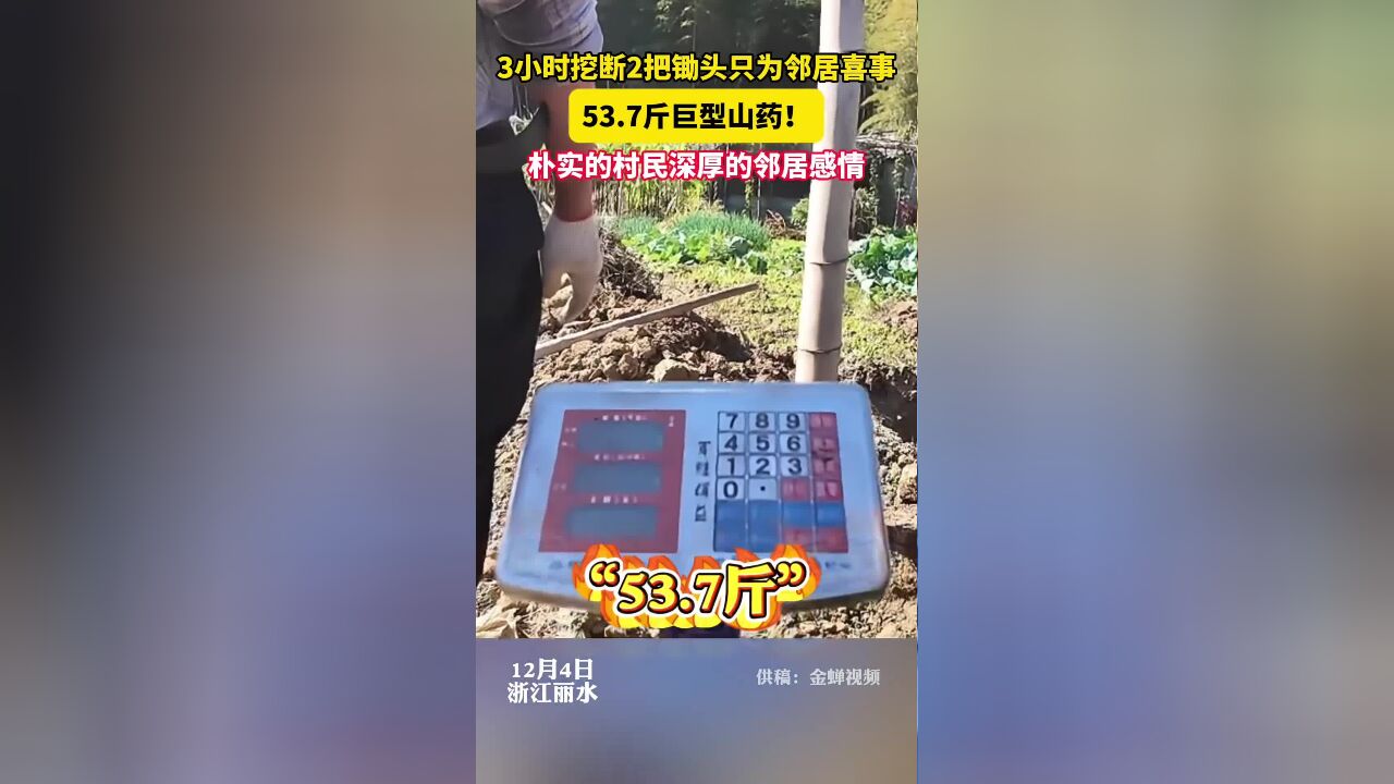 丽水农民挖出重达53斤的巨型山药,挖3小时,挖断2把锄头