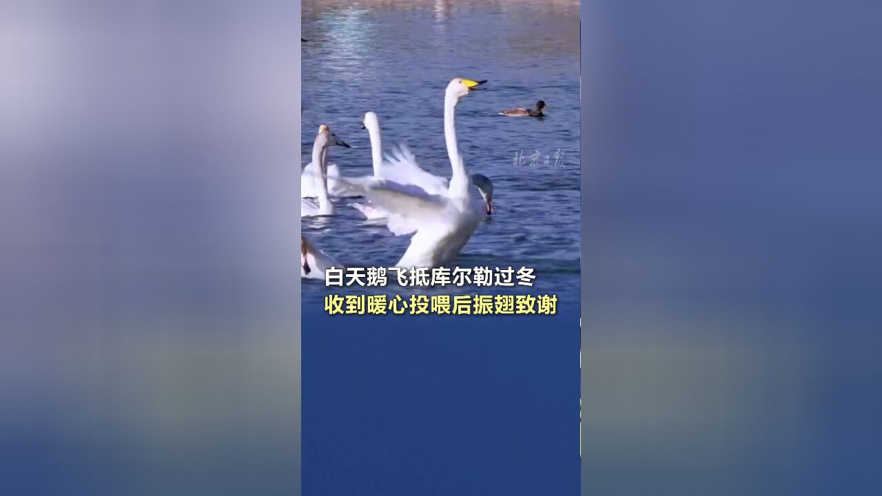 白天鹅飞抵库尔勒过冬,收到暖心投喂后振翅致谢