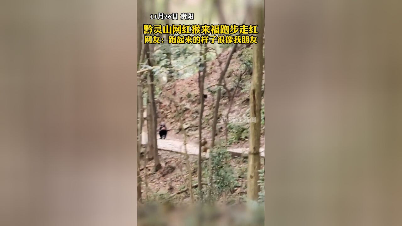 贵阳黔灵山独臂网红猴“来福”火爆全网