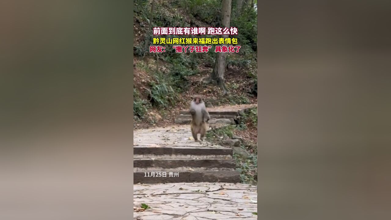 前面到底有谁啊 跑这么快,黔灵山网红猴来福跑出表情包