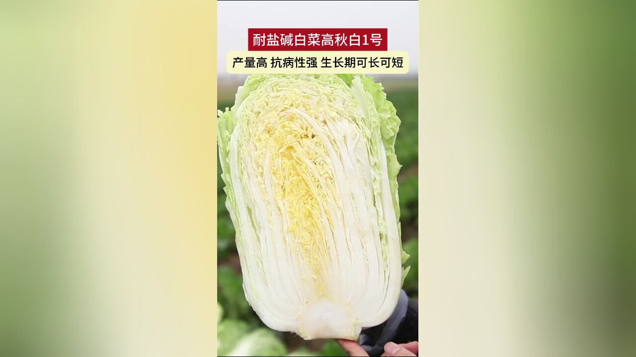 耐盐碱白菜高秋白1号 产量高 抗病性强 生长期可长可短