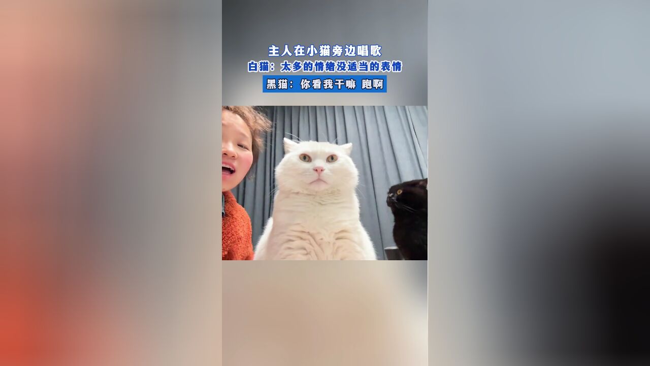 主人在小猫旁边唱歌,白猫:太多的情绪没适当的表情,黑猫:你看我干嘛 跑啊