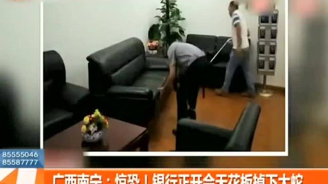 广西南宁:惊恐!银行开会天花板掉下大蛇