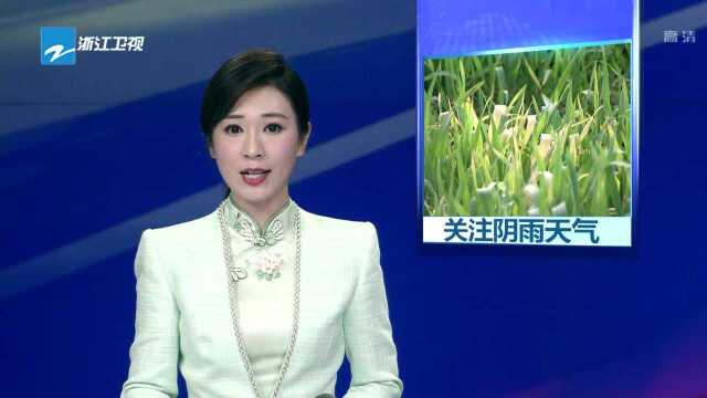 连日阴雨寡照 农业保险助农户减少损失