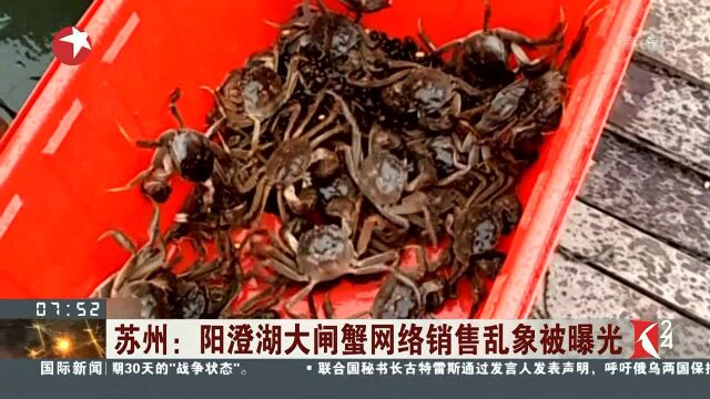 苏州:阳澄湖大闸蟹网络销售乱象被曝光