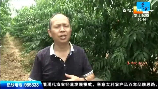 市场行情 水蜜桃价格高开低走 后期价格或将坚挺