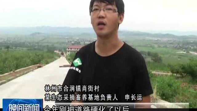 大学生情侣回乡垦荒 千亩荒山披上绿装