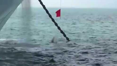 Thumbplayer Poster Plugin Image