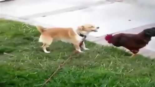 Thumbplayer Poster Plugin Image