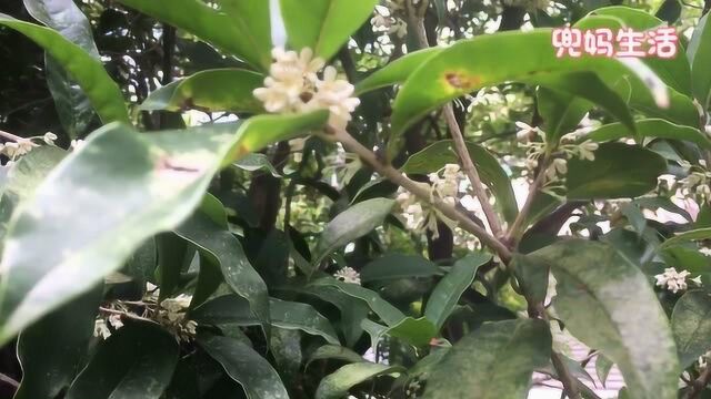 有花堪折直须折,莫待无花空折枝.白色,金色的桂花,实属难得看到