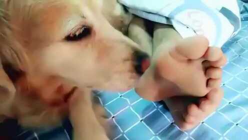 金毛 舔舔主人的小脚 这酸爽让我不敢相信