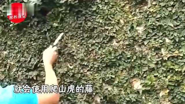 秋天墙根长满的爬山虎,原来也是药?中医:爬山虎消肿止疼效果好