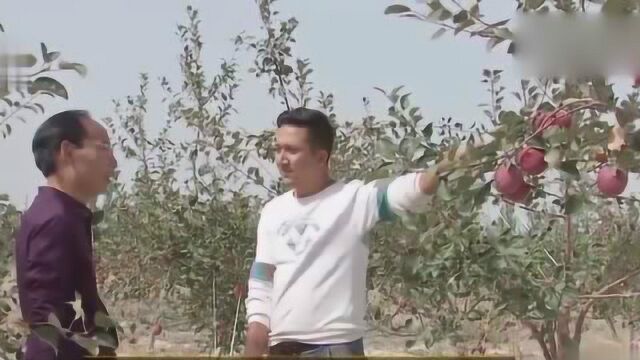 男子种植特殊的红心苹果,竟年入500万,种植模式真令人吃惊