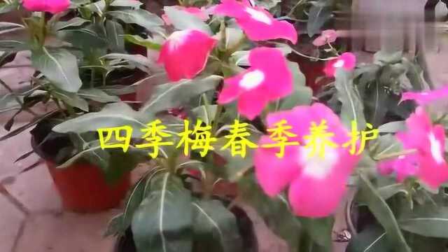 四季梅春季怎么施肥?四季梅用什么土壤养护好?