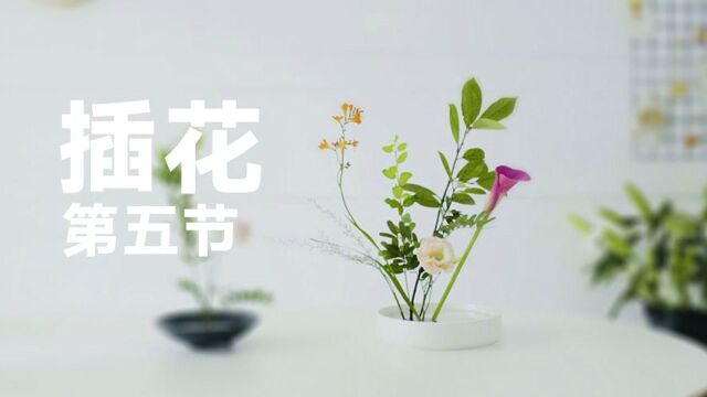 造物研究所 干花是一种时间沉淀的美05