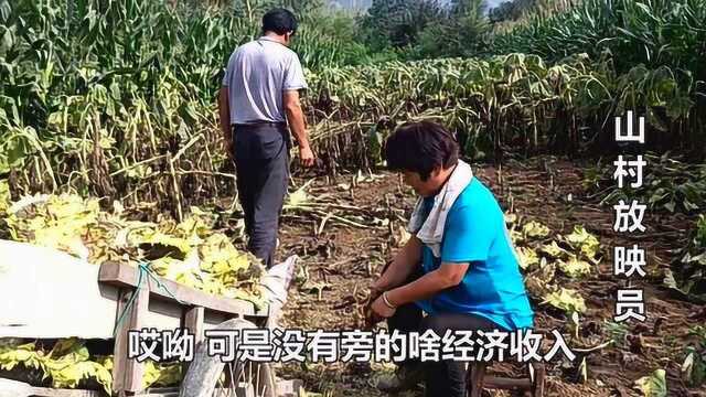 农民大哥在家自己种葵瓜打油,为啥不买市场上的油,听大哥咋说!