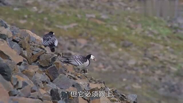 小雁子出生第二天就要经历残酷的考验,能活下来的都是强大的