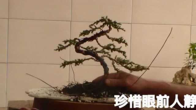 精致大气的水旱盆景制作,师傅用简单的材料,做出有气质的盆景!