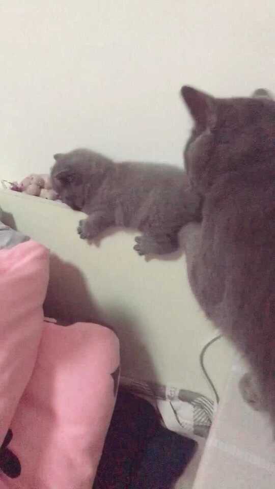 Thumbplayer Poster Plugin Image