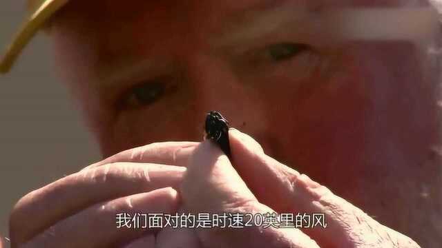 超能力蝴蝶黑脉金斑蝶,自带GPS导航迁徙