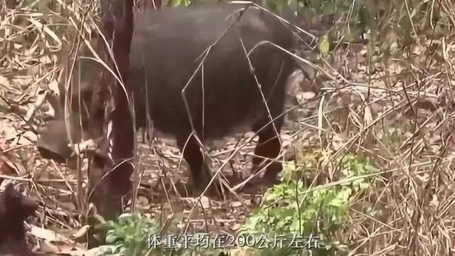 趣味科普人文:巨林猪有多强大?浑身肌肉,狮子见它也要绕道走