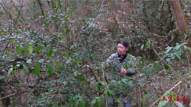 土家小木去山上挖风景树,有红子树羊子树,都是些野生的风景树!