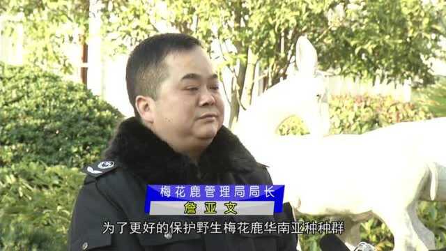 中国梅花鹿之乡:生态桃红,呦呦鹿鸣