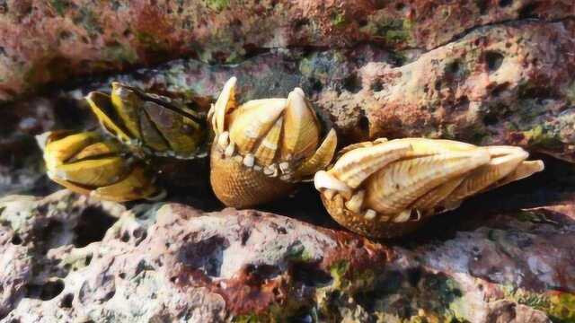 龟足号称地狱海鲜? 小伙花15元坐船赶海去挖它值不值?