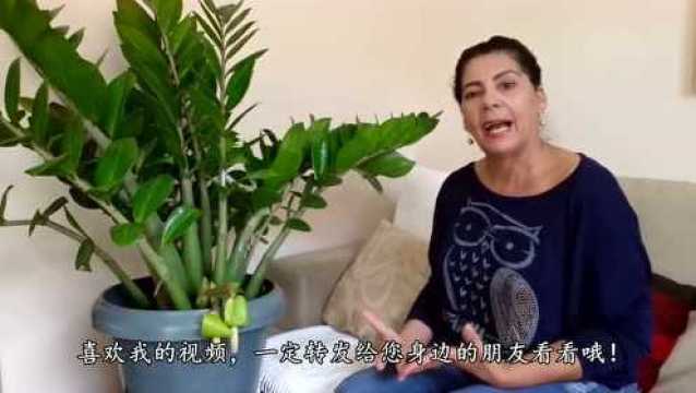 手把手教你养殖金钱树,只需注意这几点,叶片油绿长不停!