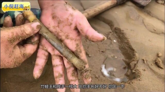 小倪赶海:用盐抓竹蛏,意外抓到比手掌大的竹蛏王