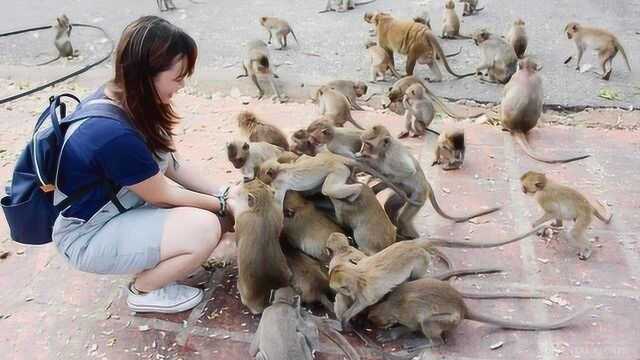 泰国“猴子王国”,3000只猴子跟人一起生活,游客能被气哭