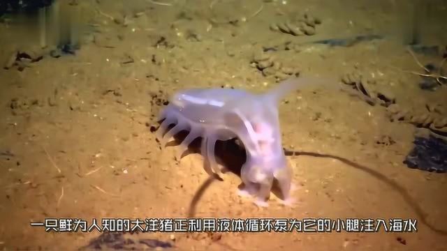 海洋生物:关于大洋猪的真相!