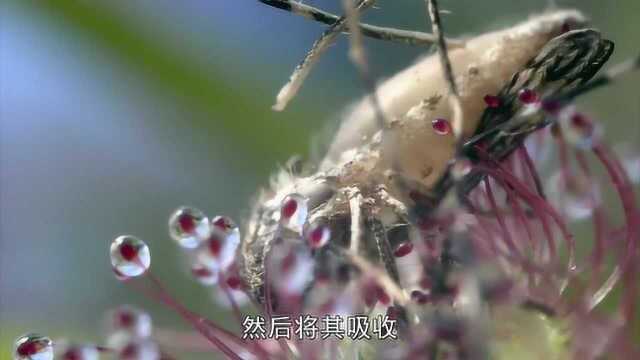 生命:茅膏菜是食虫类植物,它们吸收虫子的营养