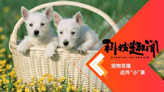 科技趣闻:揭秘宠物克隆技术如何让爱犬“重生”