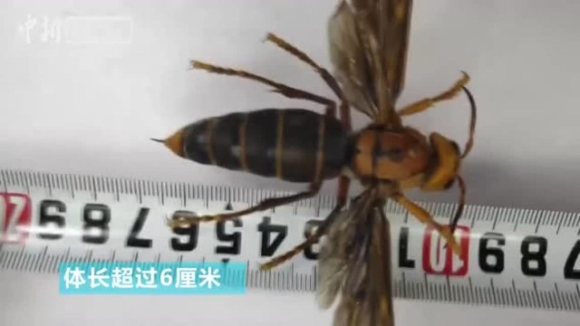 昆虫专家在云南发现“超级大黄蜂”体长超6厘米