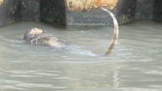 揭秘民间水猴子水鬼始末 是什么神秘生物?