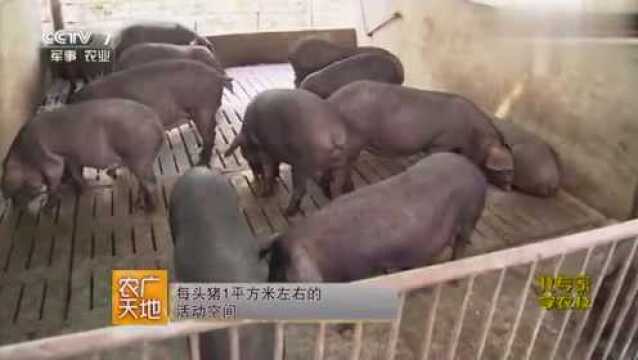 养猪小知识:养猪可没有你想的那么简单