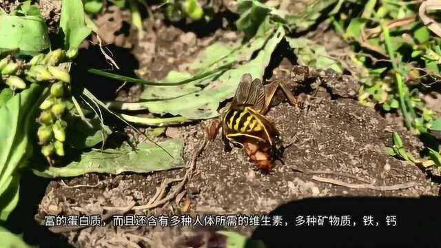 蝲蝲蛄是公认的害虫,为什么城里人却喜欢吃?看完恍然大悟