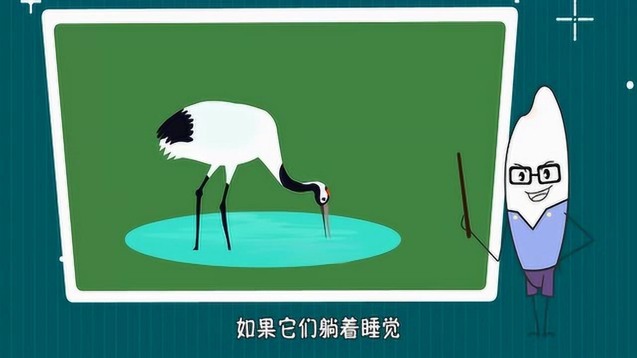 丹顶鹤为什么用一只脚站着睡觉