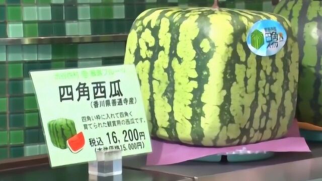 日本西瓜3万元一个!不好吃还不“上道”,中国土豪买回家就后悔了!