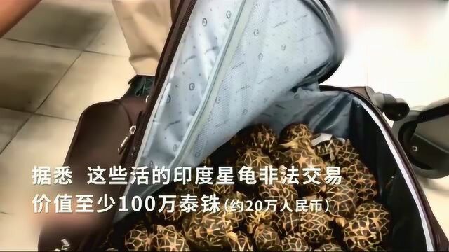 机场检获3个可疑行李箱无人认领,打开后竟是330只濒危印度星龟