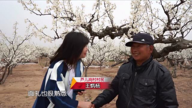 放心好食品:莱阳梨花开了