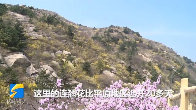 济南莱芜区莲花山:人间四月芳菲尽 万亩连翘迎客来