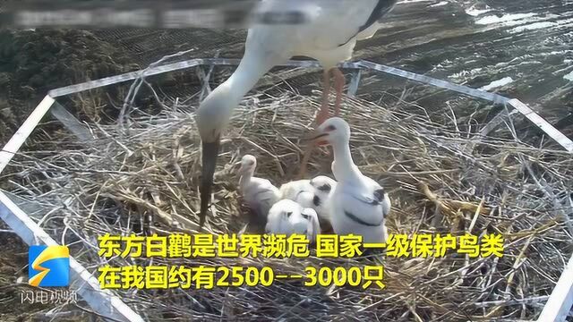 萌哭!东方白鹳孵育小宝宝 场面温馨感人