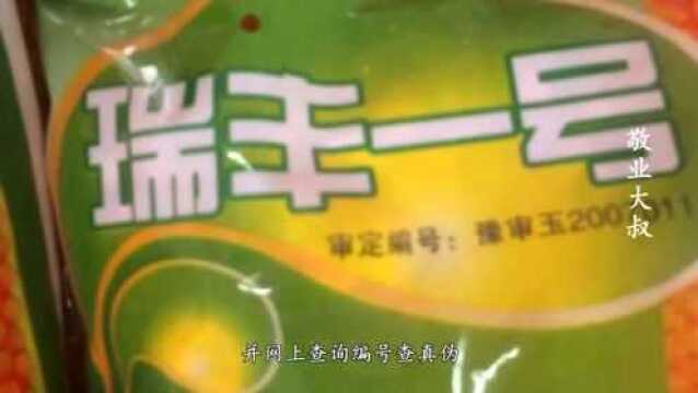 河南大叔教你如何挑选好的玉米种子 现在正是时候 讲的很有道理