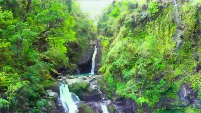 树林中生长茂盛的景色,湛蓝的天空,春意浓浓