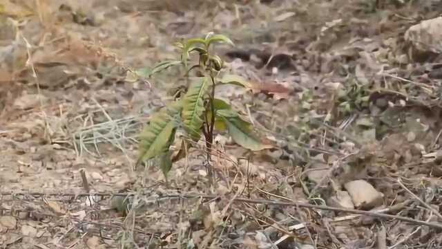 云南干旱农作物受灾面积已逾1106万亩 大量茶树烟草枯死绝收